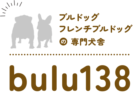 ブルドッグ・フレンチブルドッグの専門犬舎ブル138