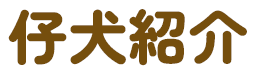 仔犬紹介